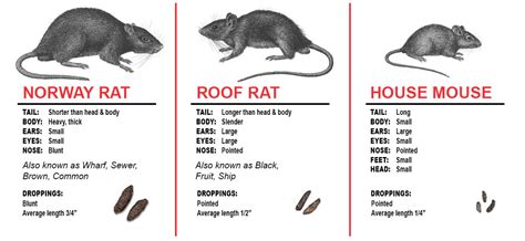 Rodent Control & Full Attic Restoration Services | Animal Rangers Inc.