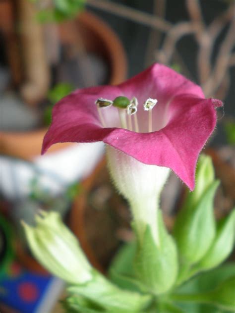 Evolución de la flor de la planta del tabaco 2 | Plants, Flowers, Seeds