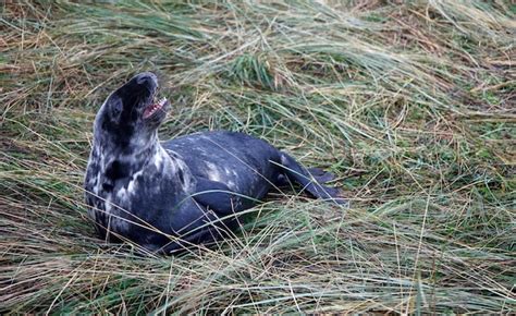 Premium Photo | Grey seals on the beach during the breeding season