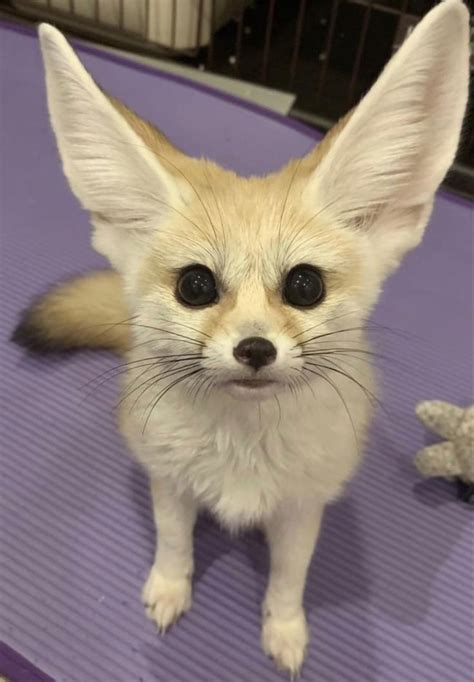 Pin by 「𝑩𝒂𝑏𝑦」 on cositas hermosas | Pet fox, Fennec fox pet, Cute little animals