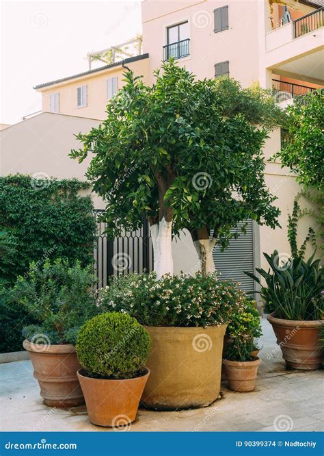 A Tree in a Pot. Small Trees in Clay Pots Stock Photo - Image of color, garden: 90399374