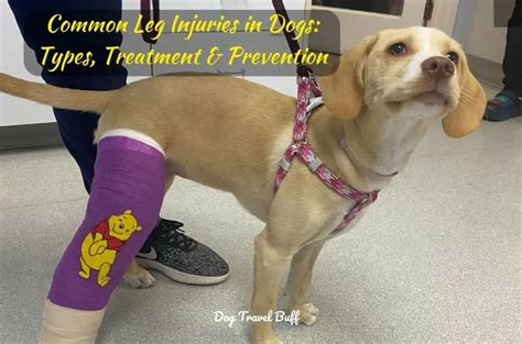 7 Common Leg Injuries in Dogs: Types, Treatment & Prevention