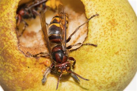 european hornet control and treatments for the home yard and garden