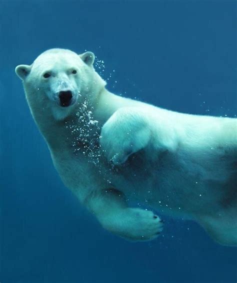 49+ Polar Bear Swimming Underwater PNG - Polar Bear Pictures