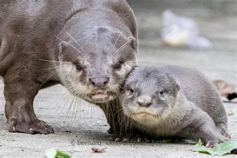 Bishan otter mum dies peacefully, leaving behind mate & 43 pups ...