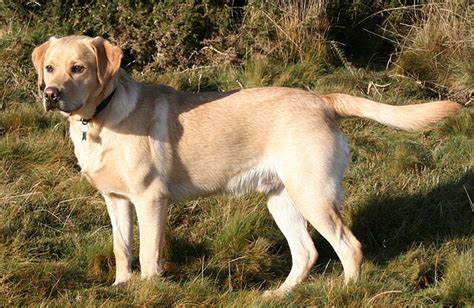 Labrador Retriever - Wikipedia