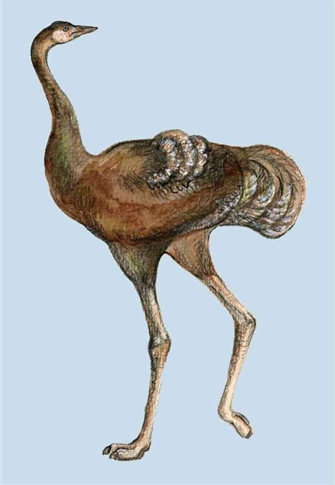 Ostrich evolution revealed | Senckenberg Society for Nature Research