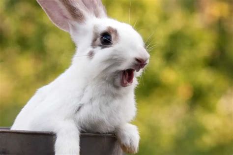 6 Reasons Why Do Rabbits Scream