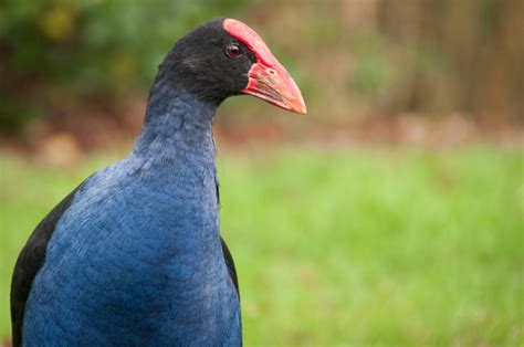 Pukeko Bird - Ed O'Keeffe Photography