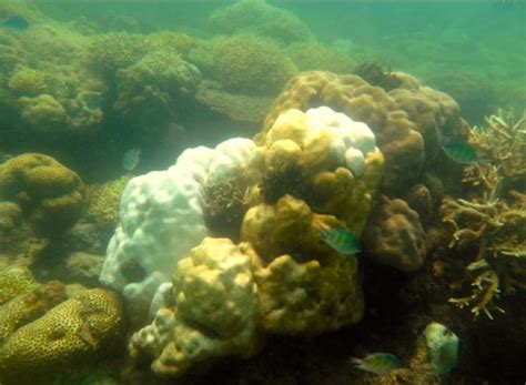 Ancaman Kematian Terumbu Karang Itu, Nyata Terjadi di Perairan Lombok ...