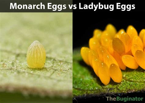 Monarch Eggs vs Ladybug Eggs: Photos (Larva, Risks, Milkweed) » The ...