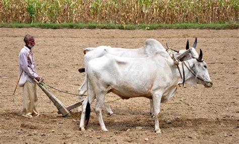 Indian village farmer editorial stock photo. Image of ploughing - 20955828