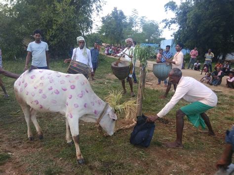 Sohrai Festival: Celebrating Harvest and Cattle with Wall Paintings – Indrosphere