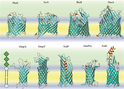 A few beta-barrel structures