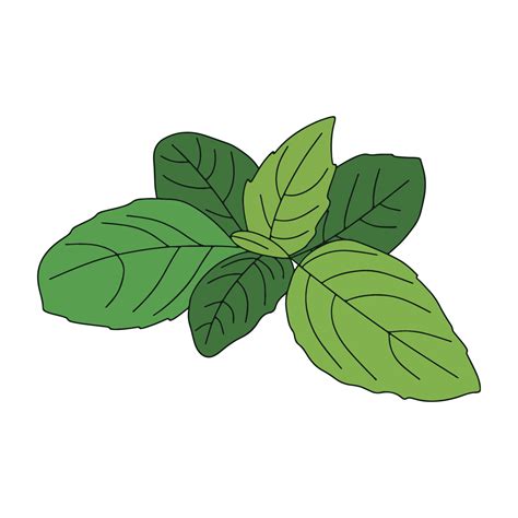 Fresh basil leaves isolated on transparent background. Vector ...