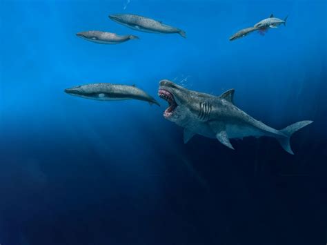 Basilosaurus Vs Megalodon