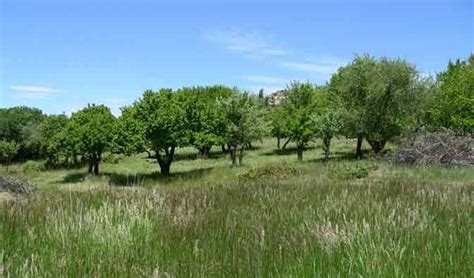 Hillside Orchard: 3 apple trees on cleared hillside by garden | Orchard ...