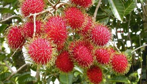 Cara Menanam Rambutan Dalam Pot (Tabulampot Rambutan) Bagi Pemula Agar ...