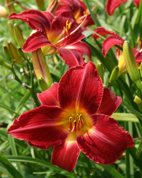 Daylily Varieties | Daylily Photos | HGTV