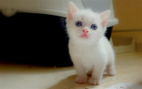 White Baby Cats With Blue Eyes