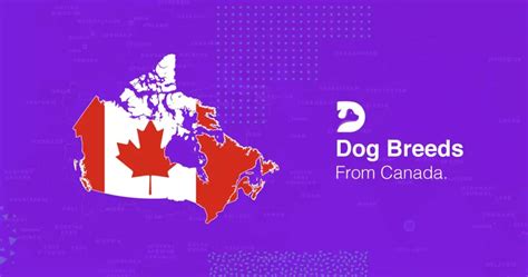 🇨🇦 Dog Breeds From Canada: 5 Breeds From Great White North