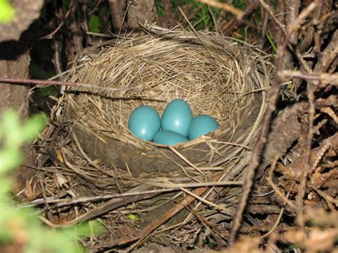 Bird nests wallpaper | 1024x768 | #11779