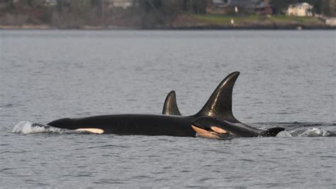 Puget Sound orca gives birth to calf in 'good physical condition'