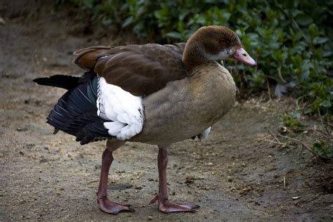 Egyptian Duck Free Stock Photo - Public Domain Pictures