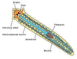 Sistem Ekskresi pada Cacing Pipih