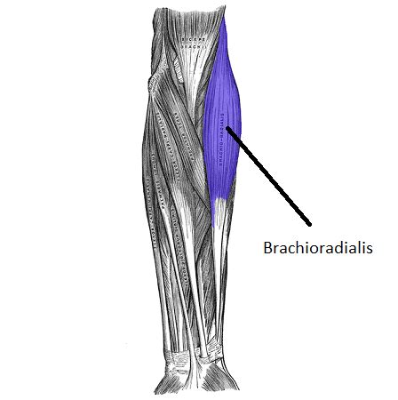 Brachioradialis Muscle | Action, Origin & Insertion | Study.com