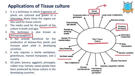 What are the applications of Plant Tissue Culture - అంటే ఏమిటి? || La ...