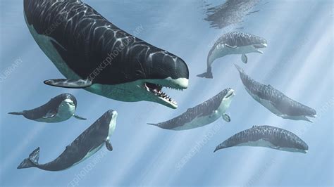 Livyatan prehistoric whales, illustration - Stock Image - C048/2673 - Science Photo Library