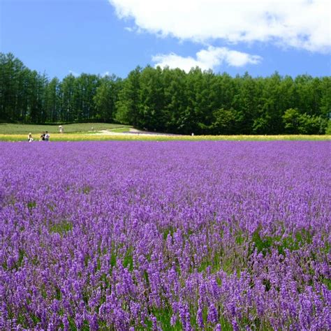 Farm Tomita Lavender Field, Hokkaido Lavender Fields, Once In A Lifetime, Places To Go, Golf ...