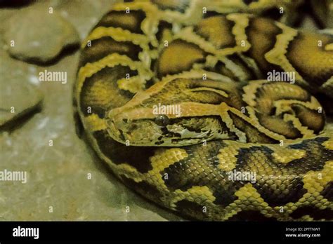 Python bivittatus is a large, poisonous snake, one of the six largest ...