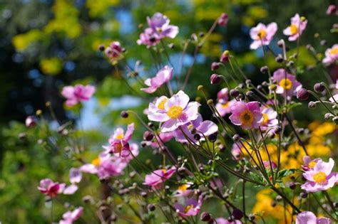 What Is A Japanese Anemone - How To Grow Japanese Anemone Plants