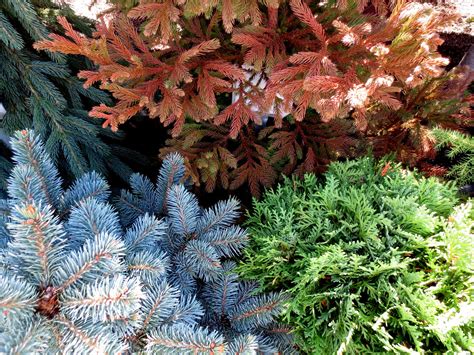 Dwarf Conifers - Berkeley Horticultural Nursery Berkeley Horticultural Nursery