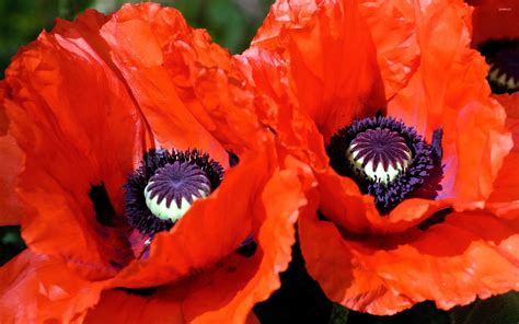 🔥 [66+] Wallpapers Poppies | WallpaperSafari