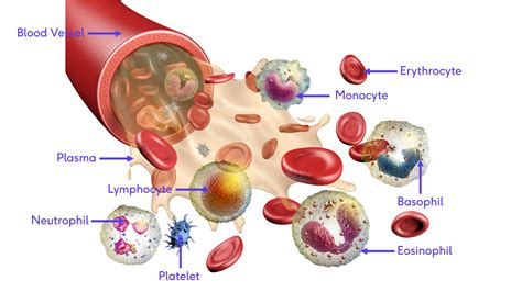 Blood Physiology - Physiopedia