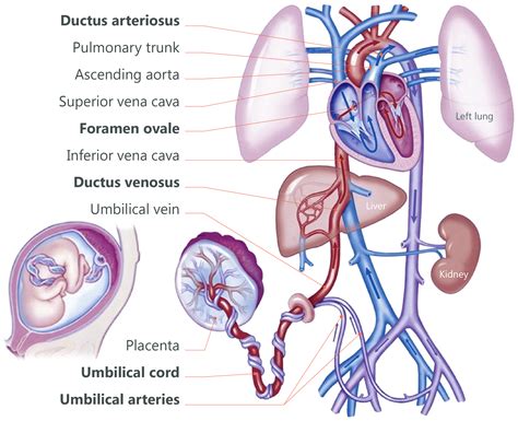 Umbilical Cord Diagram