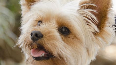 Yorkshire Terrier - Dog Breed history and some interesting facts