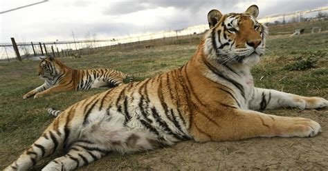 Law enforcement seizes 68 big cats from Tiger King park in Oklahoma ...