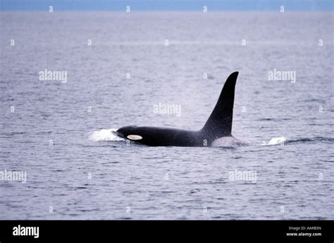 KILLER WHALE Orcinus orca breaching ALASKA Stock Photo - Alamy