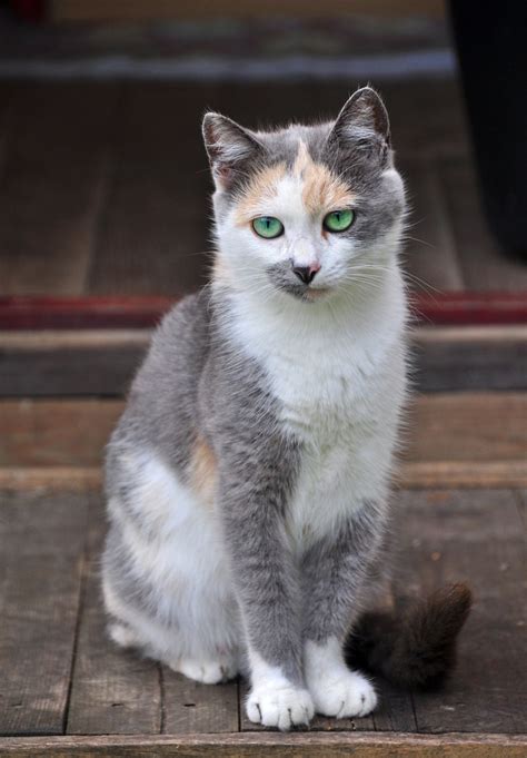 Beautiful White/Gray Calico Barn Cat. Pretty Cats, Beautiful Cats, Animals Beautiful, Gorgeous ...