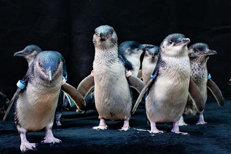 Beyster Family Little Blue Penguins | Birch Aquarium at Scripps