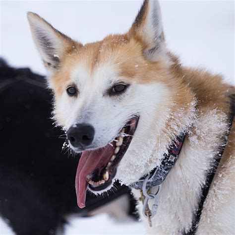 Alaskan Husky Facts - Wisdom Panel™ Dog Breeds