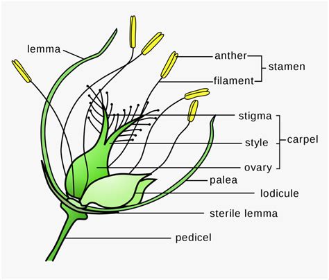 Wind Pollination Wind Pollinated Flower Diagram, HD Png Download - kindpng