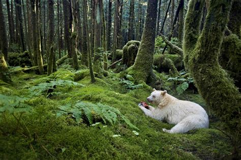 2012 Wildlife Photography – Fubiz Media