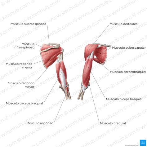 Músculos del brazo: Anatomía, inervación, función | Kenhub