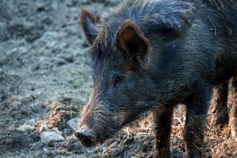 Blue boar | Smithsonian Photo Contest | Smithsonian Magazine