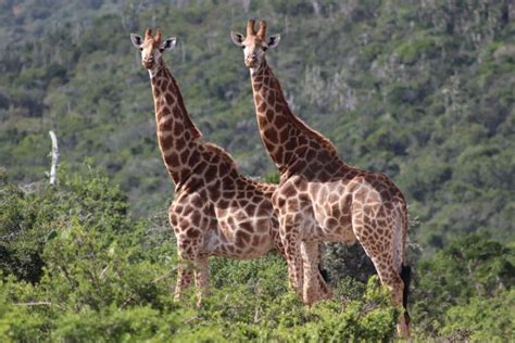 Wildlife Conservation Interns | Kariega Private Game Reserve